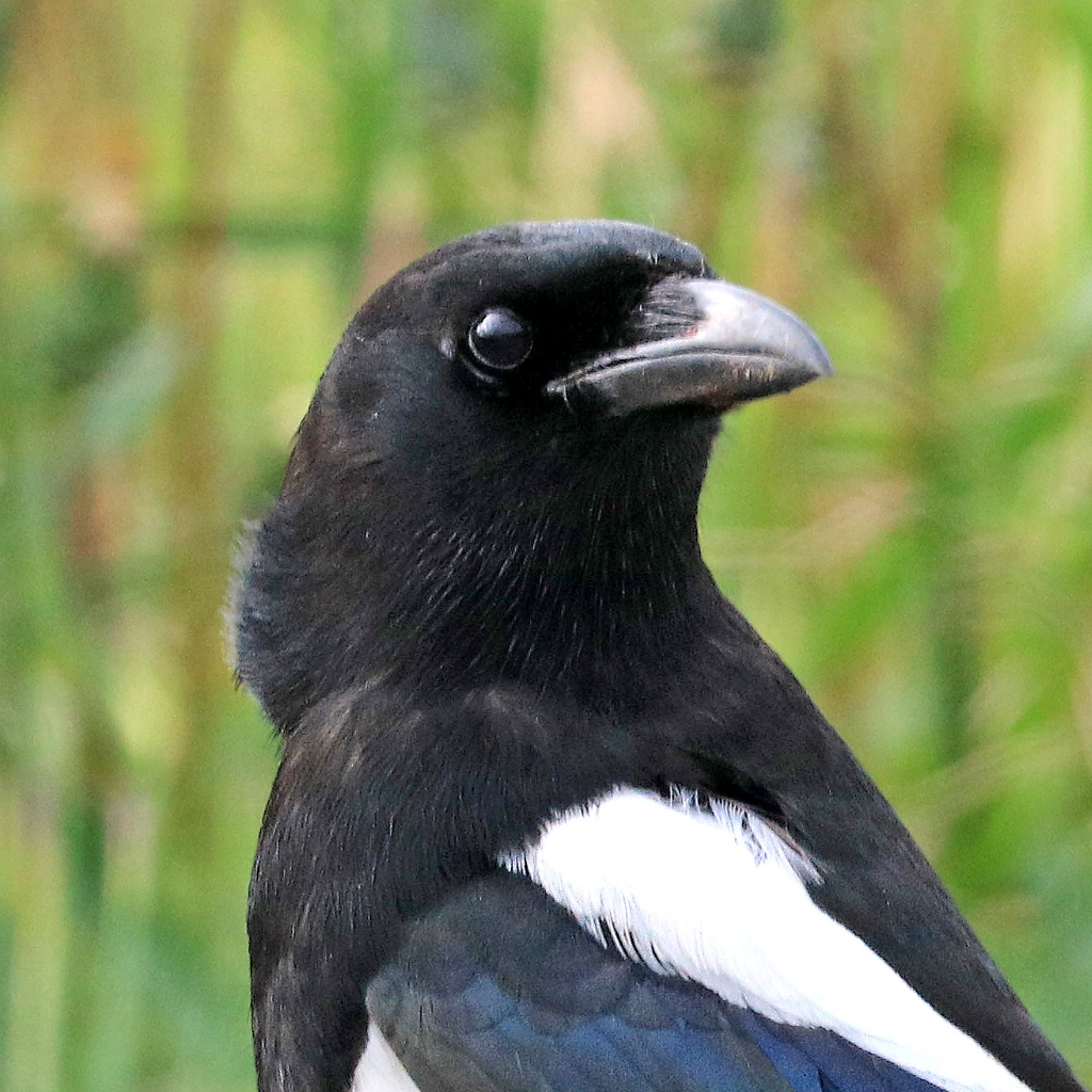 A eurasian magpie